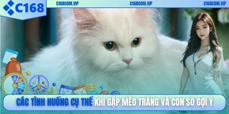 Các tình huống cụ thể khi gặp mèo trắng và con số gợi ý