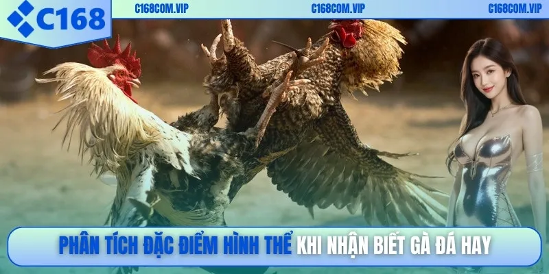 Phân tích đặc điểm hình thể khi nhận biết gà đá hay